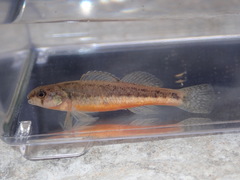 Etheostoma cragini