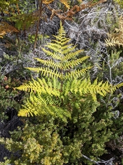 Pteridium aquilinum decompositum