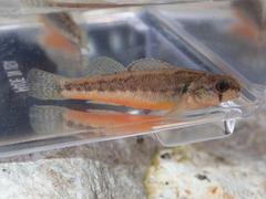 Etheostoma cragini