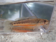 Etheostoma cragini