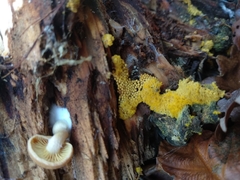 Oligonema persimile