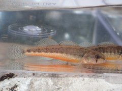 Etheostoma cragini
