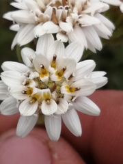 Holocheilus brasiliensis