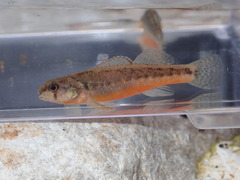 Etheostoma cragini