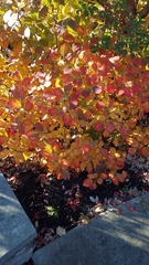 Fothergilla ×intermedia