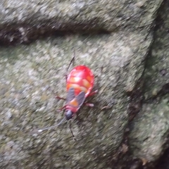 Dysdercus