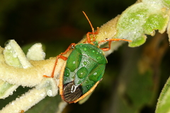 Edessa rufomarginata