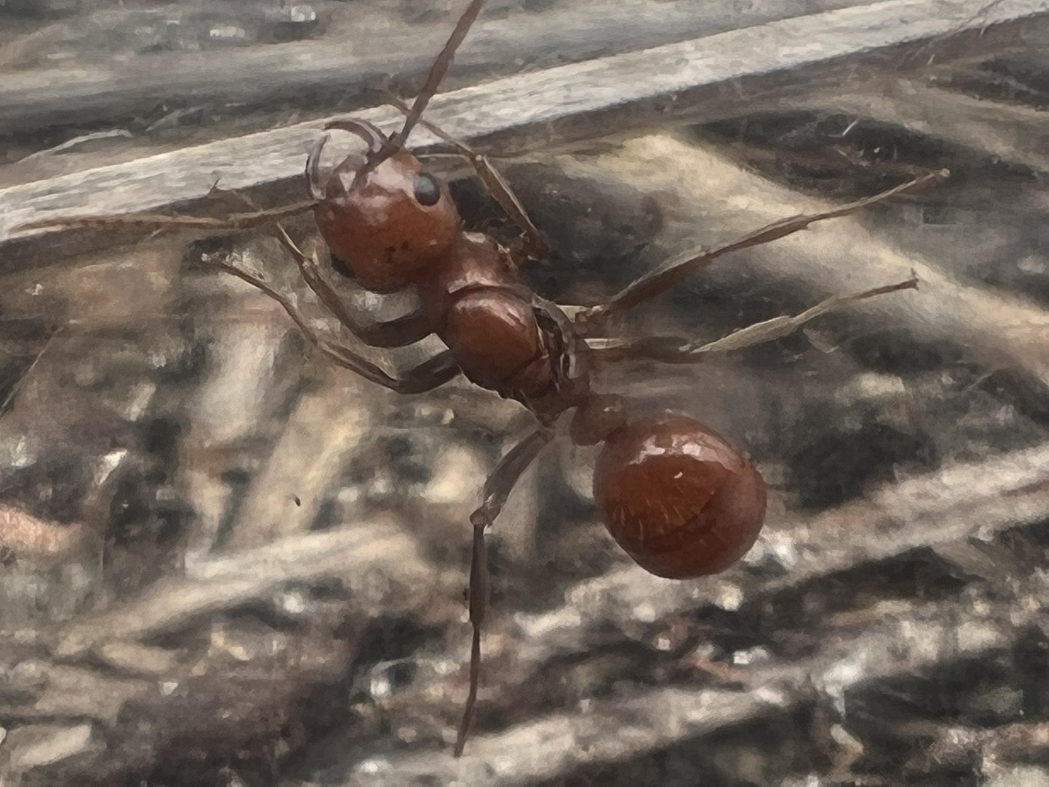 Polyergus oligergus