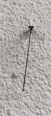 Heteragrion