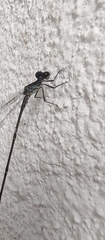 Heteragrion