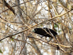 Amblycercus holosericeus