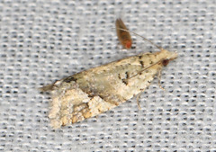 Euphona euphona