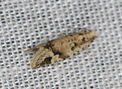 Euphona euphona