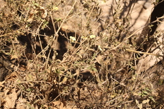 Henrya insularis