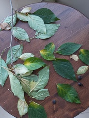 Cotoneaster villosulus