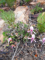 Pelargonium ovale