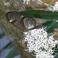 Episcada hymenaea hymenaea