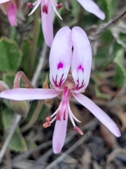 Pelargonium ovale