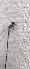 Heteragrion