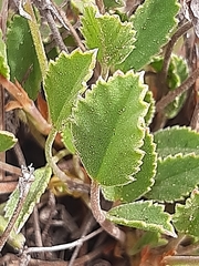 Pelargonium ovale