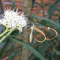 Episcada hymenaea hymenaea