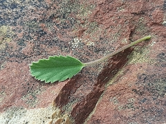 Pelargonium ovale