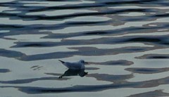 Chroicocephalus ridibundus