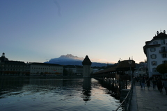 Chroicocephalus ridibundus