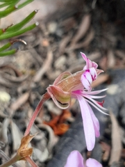 Pelargonium ovale