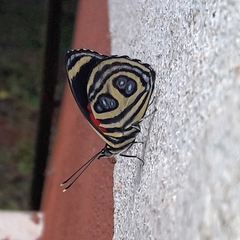 Catagramma pygas thamyras