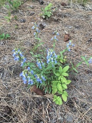 Penstemon wilcoxii