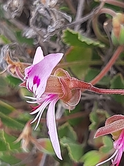 Pelargonium ovale