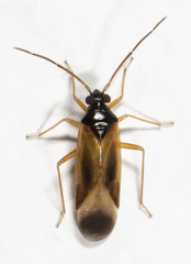 Ceratocapsus nigrocephalus