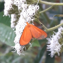 Eudulophasia invaria