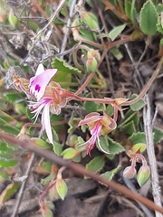 Pelargonium ovale