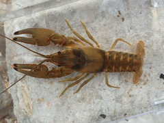 Faxonius neglectus neglectus