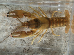 Faxonius neglectus neglectus