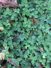 Trifolium repens