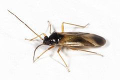 Ceratocapsus nigrocephalus