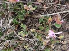 Pelargonium ovale