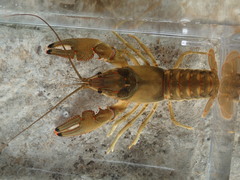 Faxonius neglectus neglectus