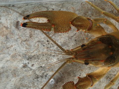 Faxonius neglectus neglectus