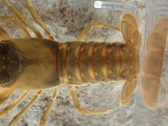 Faxonius neglectus neglectus