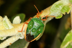 Edessa rufomarginata