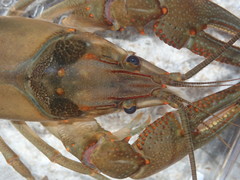 Faxonius neglectus neglectus