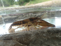 Faxonius neglectus neglectus