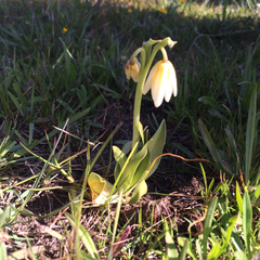 Fritillaria liliacea