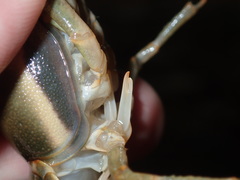 Faxonius neglectus neglectus