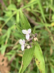 Tripogandra serrulata