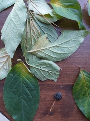 Cotoneaster villosulus